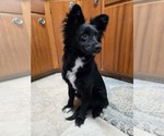 Small #1 Australian Shepherd-Rat Terrier Mix