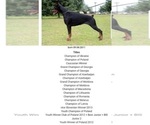 Small Photo #23 Doberman Pinscher Puppy For Sale in PALMDALE, CA, USA