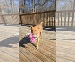 Small #14 Golden Retriever Mix