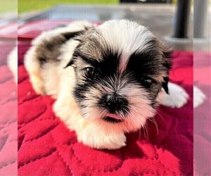 Shih Tzu Puppy for sale in MOORESVILLE, NC, USA