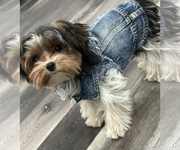 Medium Photo #1 Yorkshire Terrier Puppy For Sale in PITTSBURGH, PA, USA