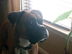 Small Photo #1 Boxer Puppy For Sale in CENTREVILLE, VA, USA