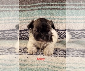ShihPoo Puppy for sale in STOUTLAND, MO, USA