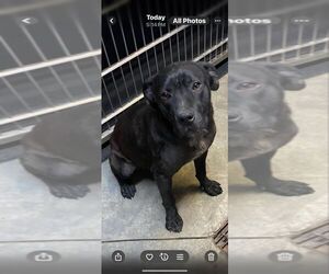 American Pit Bull Terrier-Labrador Retriever Mix Dogs for adoption in Calgary, Alberta, Canada