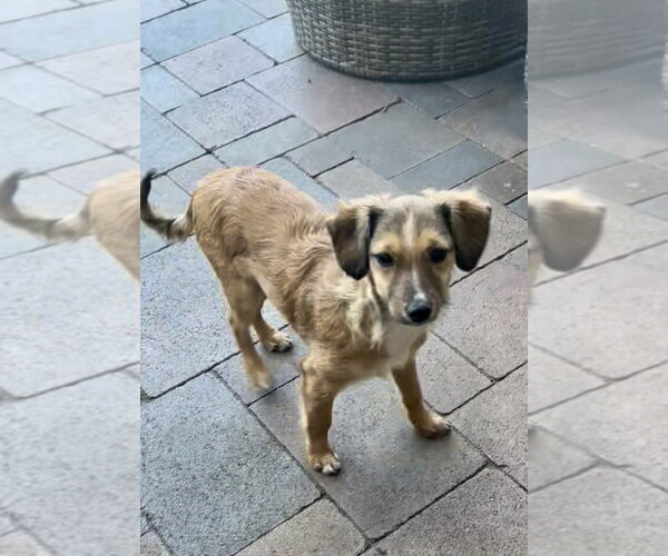 Medium Photo #6 Mutt Puppy For Sale in San Diego, CA, USA