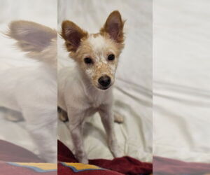 Unknown-pomeranian spitz Mix Dogs for adoption in Agoura Hills, CA, USA