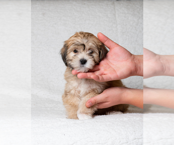 Medium Photo #2 Zuchon Puppy For Sale in WHEELING, IL, USA