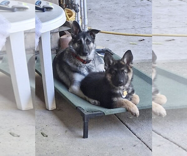 Medium Photo #6 German Shepherd Dog Puppy For Sale in West Sacramento, CA, USA
