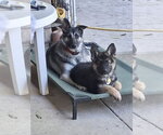 Small #5 German Shepherd Dog