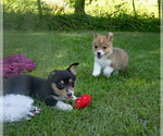 Small Photo #16 Pembroke Welsh Corgi Puppy For Sale in NEW DOUGLAS, IL, USA