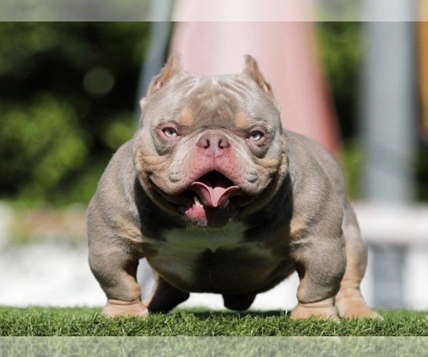 Medium Photo #1 American Bully Puppy For Sale in LAS VEGAS, NV, USA