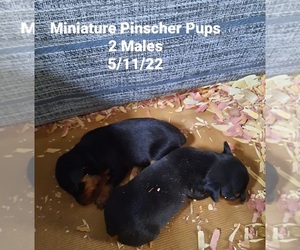 Miniature Pinscher Puppy for Sale in SHIPSHEWANA, Indiana USA
