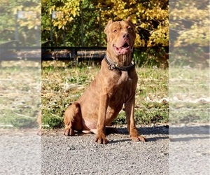 American Bully Puppy for sale in CHAMPAIGN, IL, USA