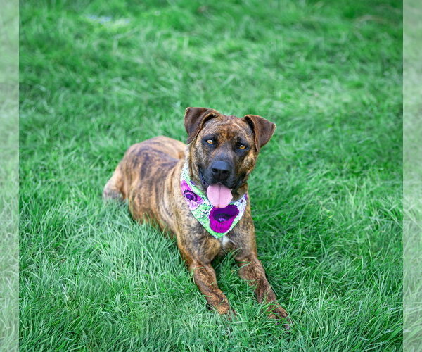 Medium Photo #6 Mountain Cur-Unknown Mix Puppy For Sale in Unionville, PA, USA