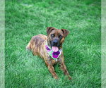 Small #5 Mountain Cur Mix