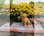 Puppy 2 Golden Retriever