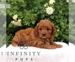 Small #3 Cavapoo
