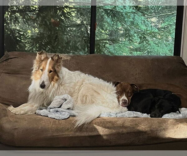 Medium Photo #6 American Staffordshire Terrier-Boxer Mix Puppy For Sale in Caribou, ME, USA