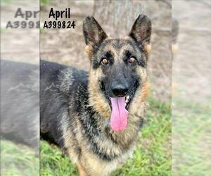 German Shepherd Dog-Unknown Mix Dogs for adoption in Conroe, TX, USA