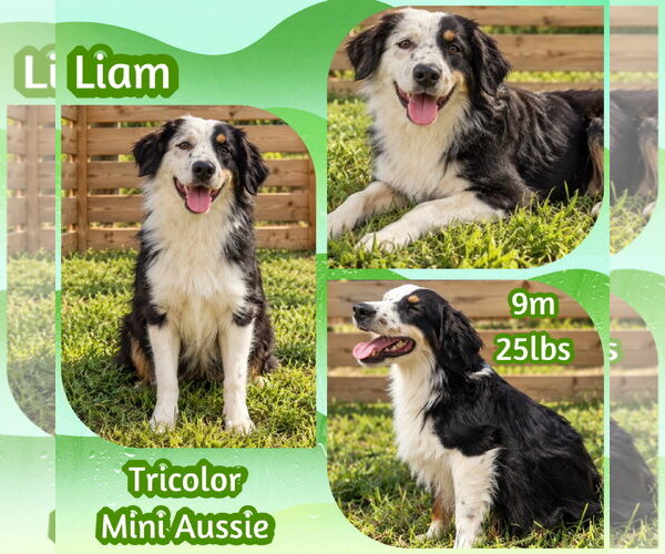 Medium Photo #4 Australian Shepherd Puppy For Sale in Dallas, TX, USA
