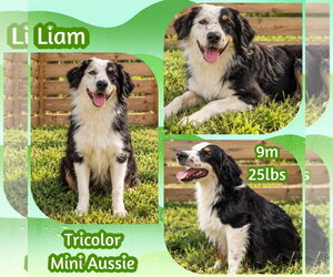 Liam - Male Australian Shepherd Dog for Adoption - Photo #4
