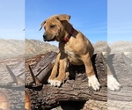 Small Photo #72 Rhodesian Ridgeback Puppy For Sale in MORONGO VALLEY, CA, USA