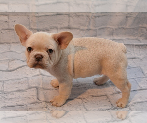 Medium Photo #2 French Bulldog Puppy For Sale in TALLAHASSEE, FL, USA