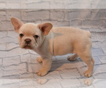 Small #1 French Bulldog
