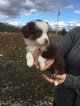 Small Photo #2 Australian Shepherd Puppy For Sale in STRAFFORD, MO, USA