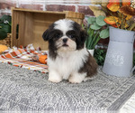 Small #5 Shih Tzu