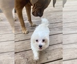 Small #10 Maltese