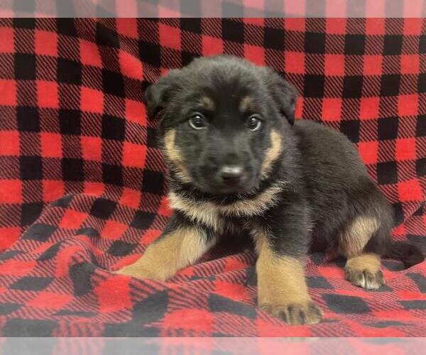 Medium Photo #1 German Shepherd Dog-Unknown Mix Puppy For Sale in HESPERIA, CA, USA