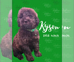 Puppy 2 Portuguese Water Dog
