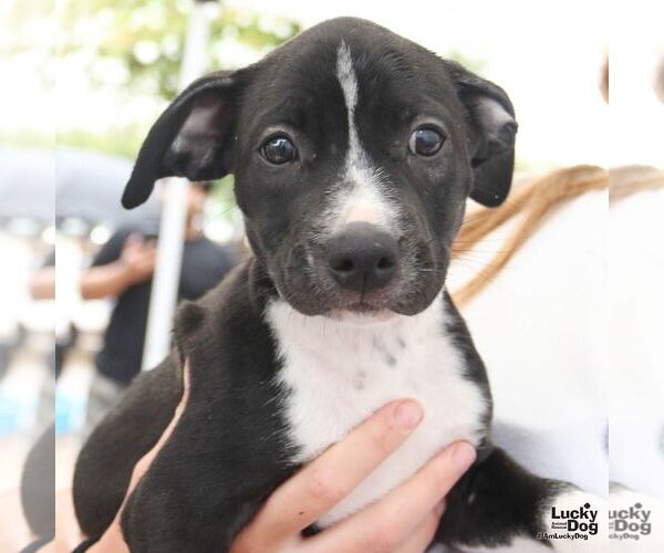 Medium Photo #2 Labrador Retriever-Unknown Mix Puppy For Sale in Washington, DC, USA