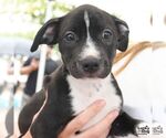 Small #1 Labrador Retriever Mix