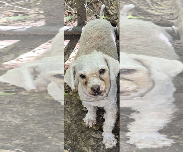 Medium Photo #1 Maltese-Unknown Mix Puppy For Sale in Missouri City, TX, USA
