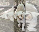 Small Maltese Mix