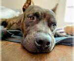 Small #2 Staffordshire Bull Terrier Mix