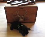 Puppy Puppy 2 Labrador Retriever