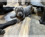 Puppy Mr Red Cane Corso