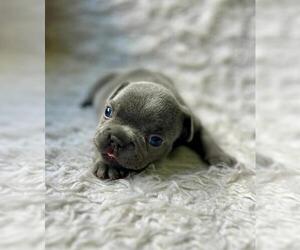 French Bulldog Puppy for sale in BENTONVILLE, AR, USA