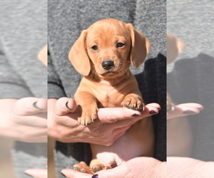 Dachshund Puppy for sale in MAX MEADOWS, VA, USA