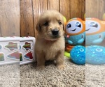 Small #1 Golden Retriever