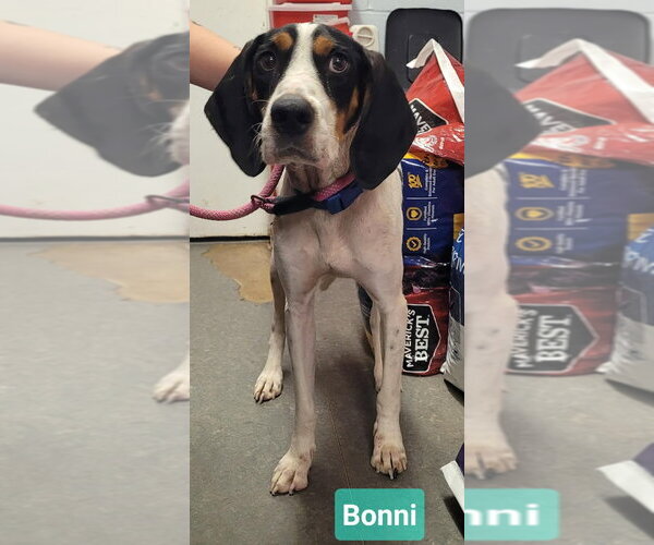 Medium Photo #1 Treeing Walker Coonhound Puppy For Sale in Richmond, IN, USA