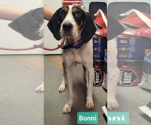 Bonni - Female Treeing Walker Coonhound Dog for Adoption