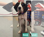 Bonni - Female Treeing Walker Coonhound Dog for Adoption - Small photo