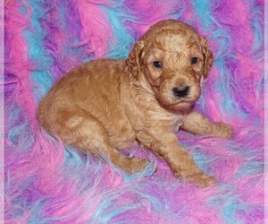 Labradoodle Puppy for sale in LA HABRA, CA, USA