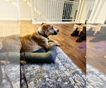 Small #5 American Pit Bull Terrier Mix