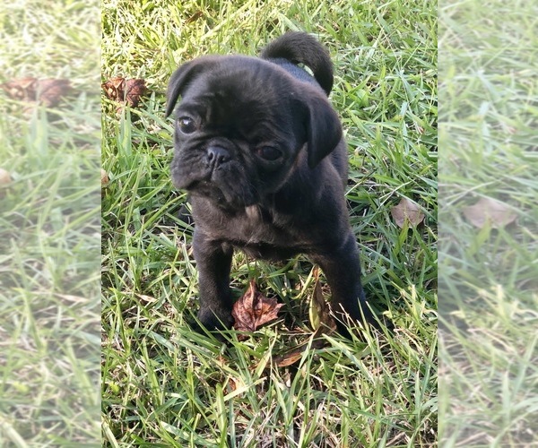 Medium Photo #1 Pug Puppy For Sale in MOSELLE, MS, USA