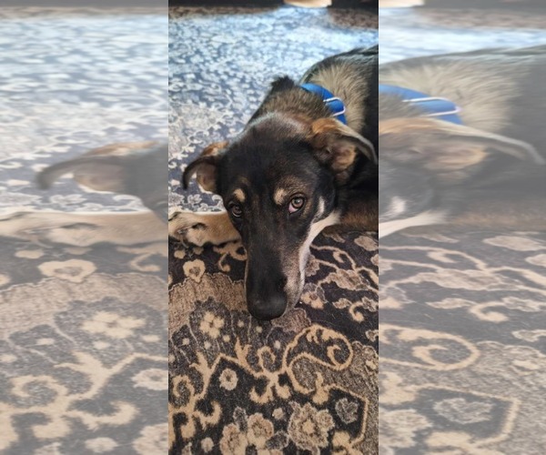 Medium Photo #3 Siberian Husky-Unknown Mix Puppy For Sale in Cedar Crest, NM, USA